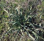 Soap Plant