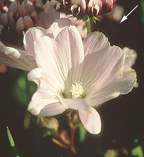 Checkerbloom