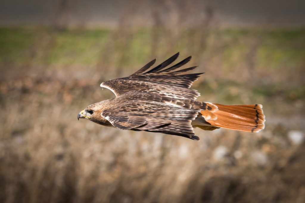 Red Tail Hawk