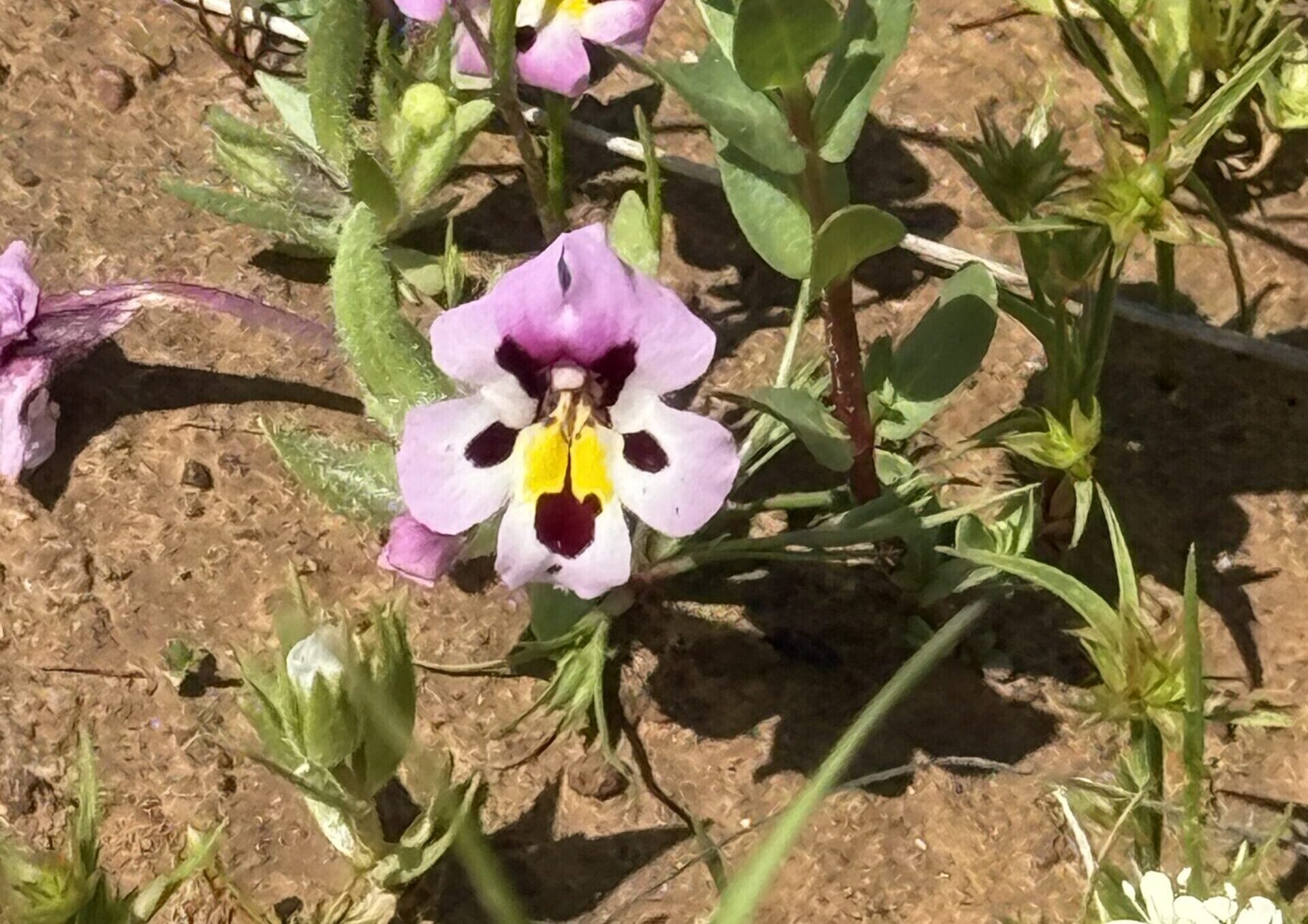 Vernal Pool Monkeyflower - Splash
