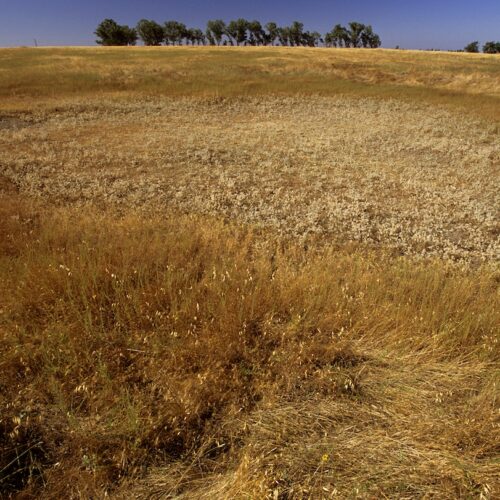 From Classroom to Grasslands: Inside the Miracle of Investigating Vernal Pools