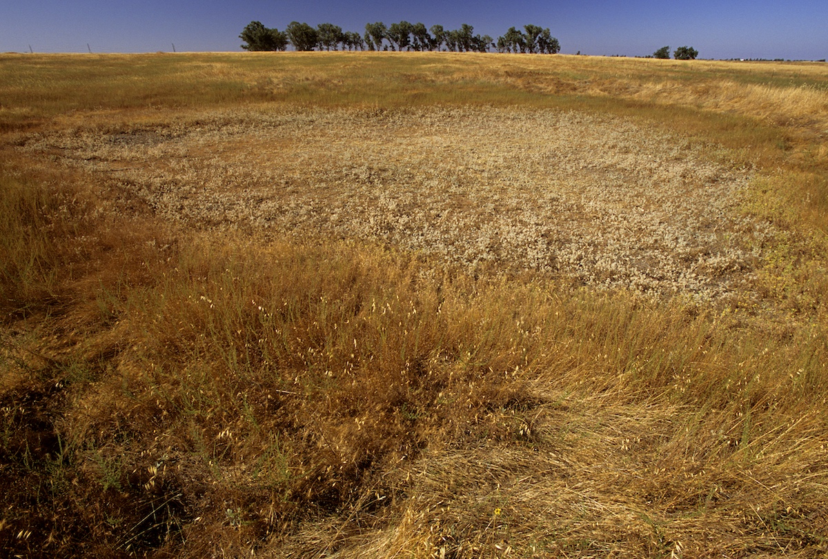 What Are Vernal Pools? Splash