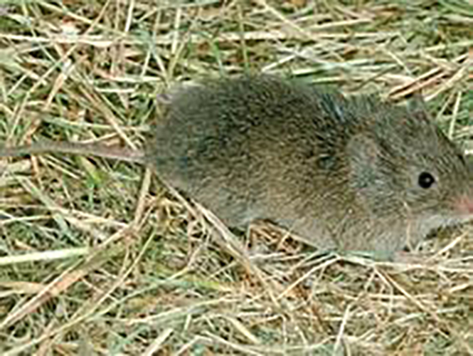 California Vole