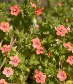 SCARLET PIMPERNEL