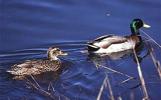 Mallard