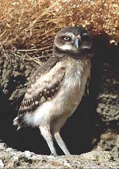 Burrowing Owl