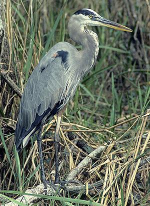 Blue Heron