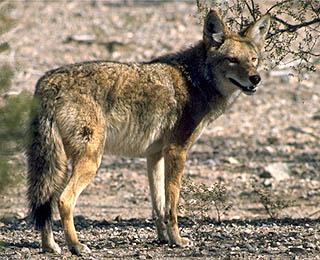 Coyote