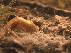 Vernal Pool Tadpole Shrimp