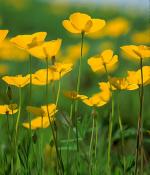 FRYING PAN POPPY