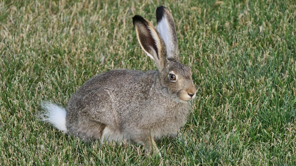 Jack rabbit