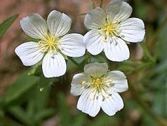 White Meadowfoam
