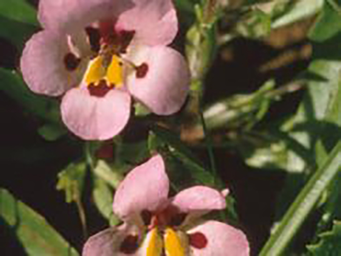 Vernal Pool Monkeyflower