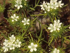 White Navarretia