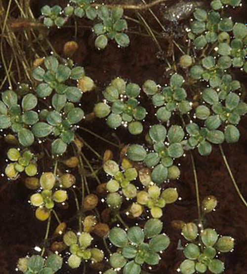 Winged Water Starwort