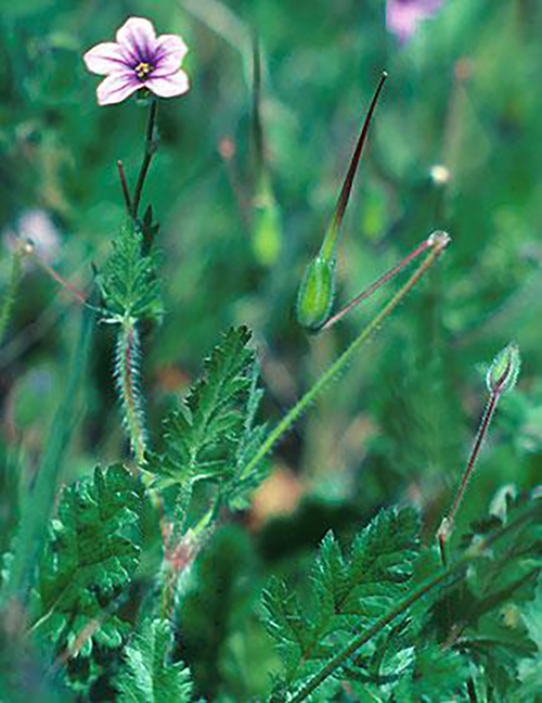 Filaree or Storksbill