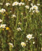 Popcorn Flower