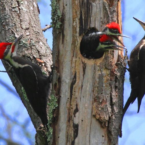 Wildlife Wednesday Highlight